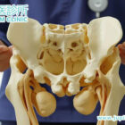 髖關節退化救星:免手術、標本兼治的中醫「補腎通痹」保關節方案